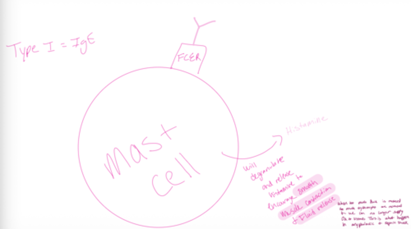 <p>IgE → Type I hypersensitivity (allergies)</p><p>for example anaphylatic shock and septic shock</p><p>immeditae hypersensitivity</p><p>irritation (runny nose) to tissue damage (bronchospasm) to death (asphyxiation)</p>