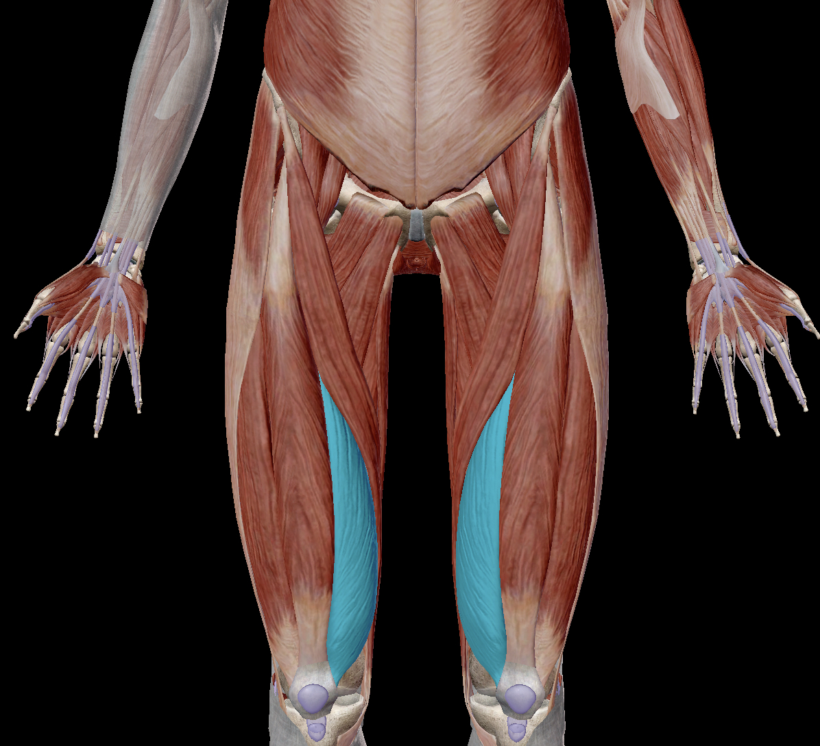 <p>What muscle is this and what are its actions?</p>