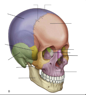 <p>what suture separates the blue and pink bones?</p>