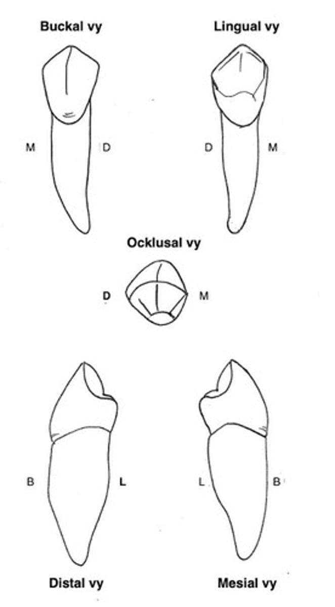 term image