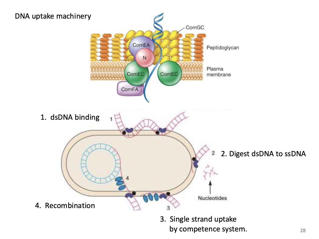 <p>ComX turns on late gene operon<br>This encodes DNA uptake and recombination machinery</p><p>can cause DNA to be in the environment </p>