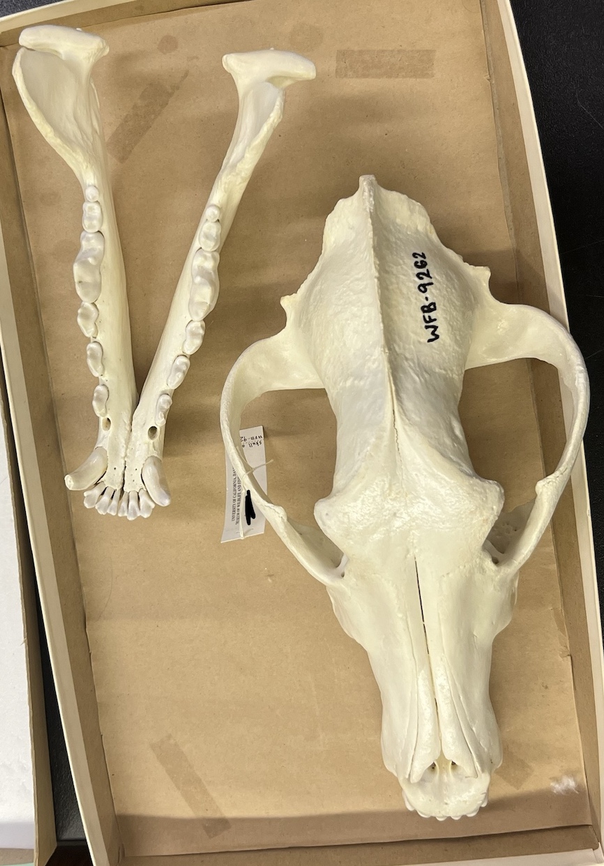 <p>Genus and species?</p>