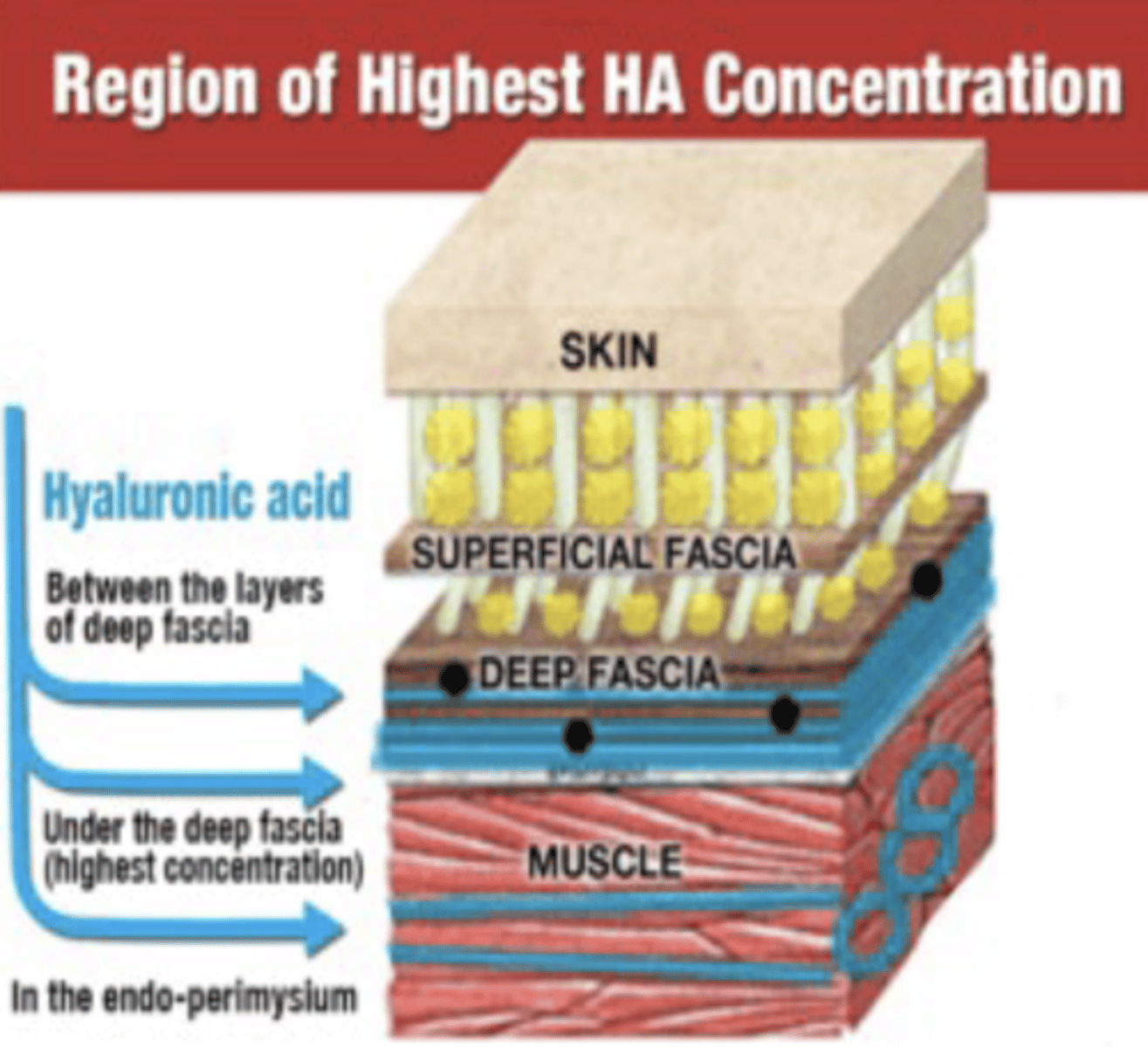 <p>Component of ground substance</p><p>- Hydration</p><p>- Lubrication</p><p>- Viscoelasticity</p>