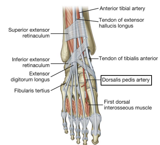 <p>Anterior tibia artery passes ____ and becomes the dorsalis pedis a</p>