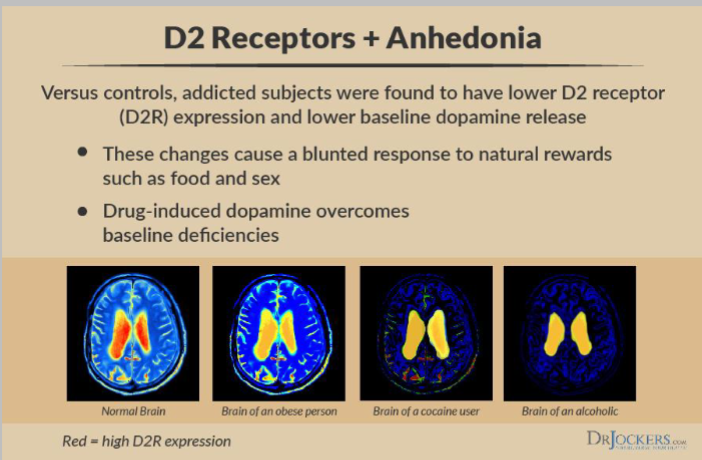 <p>see pic</p><p><span style="color: #fffdfd">As a result, addicted subjects don’t feel “normal” unless they have dopamine levels increased by their drug of choice</span></p>