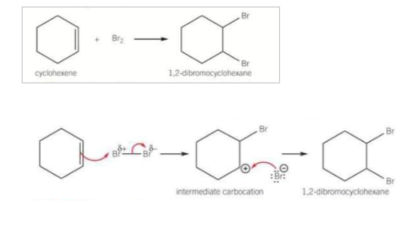 <ul><li><p>Alkenes decolourise bromine by electrophilic addition, bromine adds across the C=C bond in the cyclohexene</p></li><li><p>The pi bond in the alkene contains localised electrons above and below the plane of the 2 other carbons in the C=C bond. This produces an area of high electron density. The localised electrons in the pi bond include a dipole in the non-polar bromine molecules, making 1 Br atom slightly positive and the other slightly negatice</p></li><li><p>The slightly positive bromine atom enables the bromine molecules to act like an electrophile</p></li></ul><p></p>