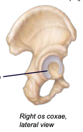 <p>the lateral socket where the head of the femur articulates; composed of all three of the pelvic bones</p>