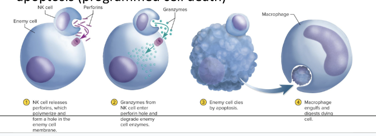 <ul><li><p>involved in both innate and adaptive immunity</p></li><li><p>patrols connective tissue of the body</p></li><li><p>primarily binds to things that might not belong to the body,</p><ul><li><p>if the thing it binds to doesnt have the correct id tag, the NK cell will kill it</p></li></ul></li><li><p>releases <strong>perforins</strong> which will form a pore in the membrane of the target cell</p></li><li><p>Then the NK cell secretes <strong>granzymes</strong> into the pore and starts to break up proteins in the target cell</p></li><li><p>the proteins lose structure and function, causing cell to go through apoptosis</p></li></ul><p></p>