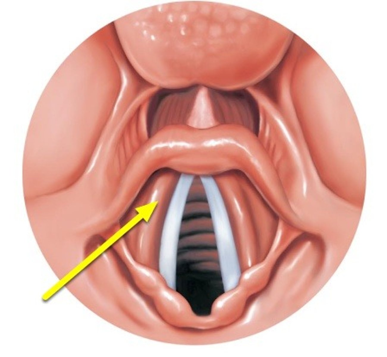 <p>do not make sound, elastic ligament serves <strong>to close off the larynx </strong></p><p></p><p><strong>this increases abdominal pressure "baring down"</strong></p>