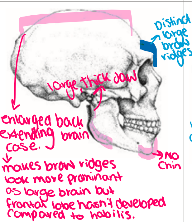 <ul><li><p>Africa, and <strong>East+ West Asia </strong></p></li><li><p>1053cm3 cranial capacity </p></li><li><p>low sloping forehead </p></li><li><p>longer heads, shorter arms </p></li><li><p>short stocky body with thick bones which shows demanding lifestyle </p></li><li><p>bipedal </p><ul><li><p><strong>looks normal but with brow ridge </strong></p></li></ul></li></ul><p></p>