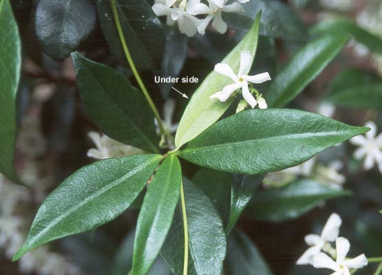 Star jasmine