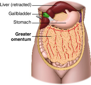 <p>Hangs from greater curvature of the stomach and proximal duodenum, then drapes over intestines and attaches to transverse colon.</p>