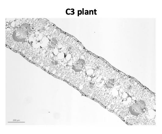 <p>C3:</p><ol><li><p>smaller cells</p></li><li><p>high intercellular airspace</p></li><li><p>thin leaves</p></li></ol><p></p>