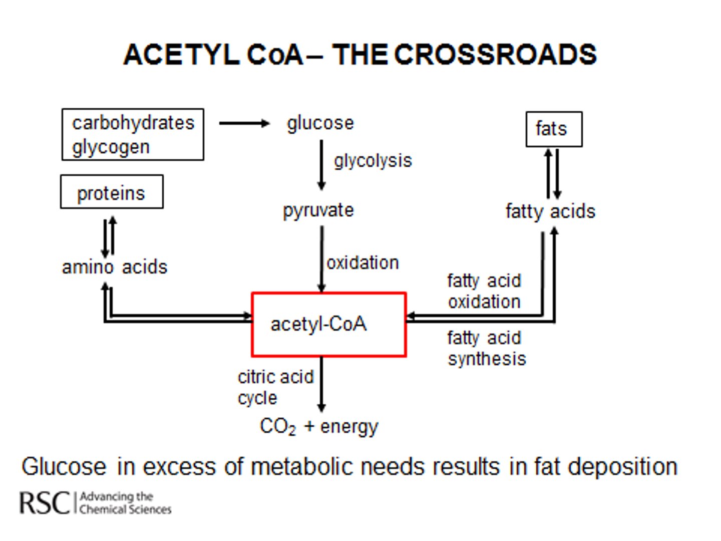 <p>(B) Fatty Acids</p><p>In the liver, amino acids may be broken down into α-keto acids. If these are then stored for energy, they will be converted into Fatty Acids.</p>