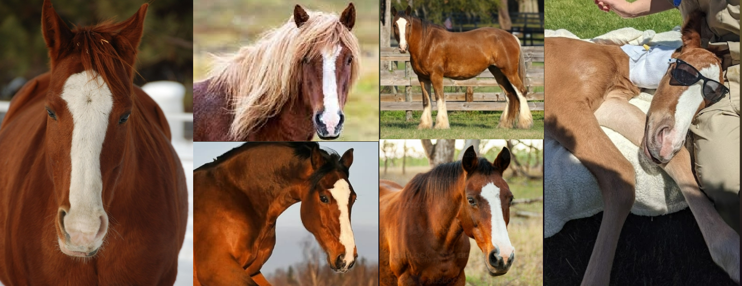 <ul><li><p>marking</p></li><li><p>Full distance from forehead to nose, wider than stripe</p></li></ul><p></p>