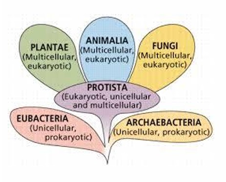 <ul><li><p>Eubacteria: Unicellular, prokaryotic</p></li><li><p>Plantae: Multicellular, eukaryotic</p></li><li><p>Protista: Eukaryotic, uni and multicellular</p></li><li><p>Archaebacteria: Unicellular, prokaryotic</p></li><li><p>Animalia: Multicellular, eukaryotic</p></li><li><p>Fungi: Multicellular, eukaryotic</p></li></ul><p></p>