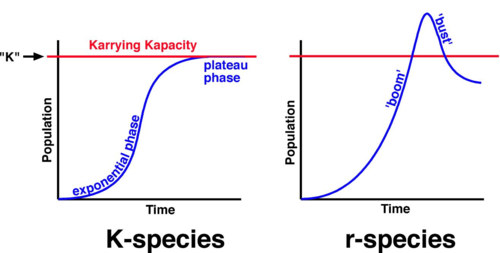 <p>R-selected species (Short life spans and produce many small offspring)</p>