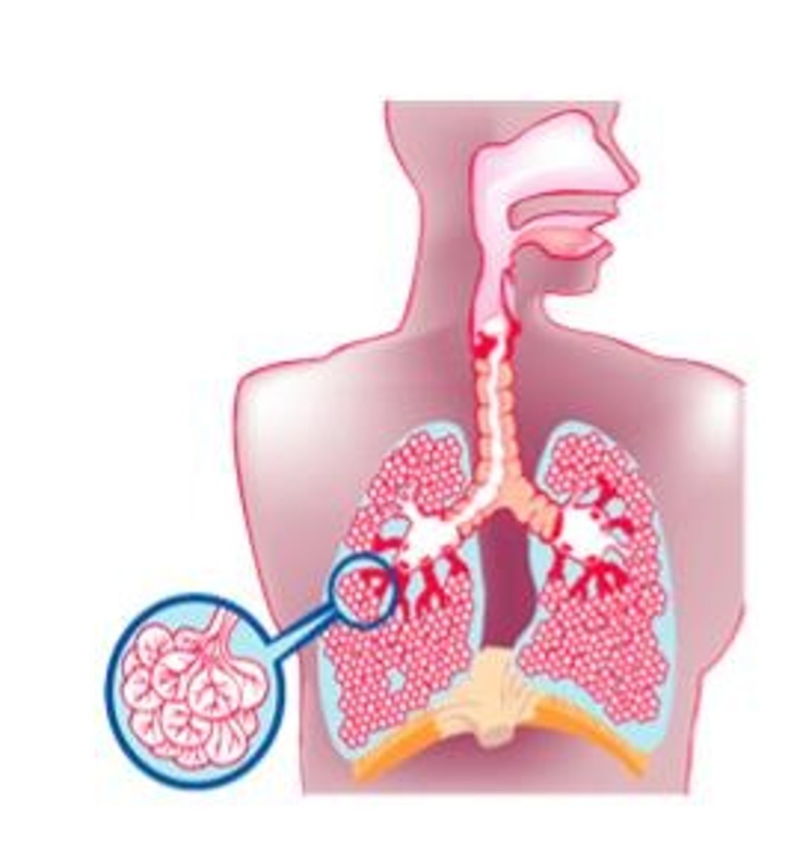 <p>adds oxygen to the blood and removes carbon dioxide from blood.</p>