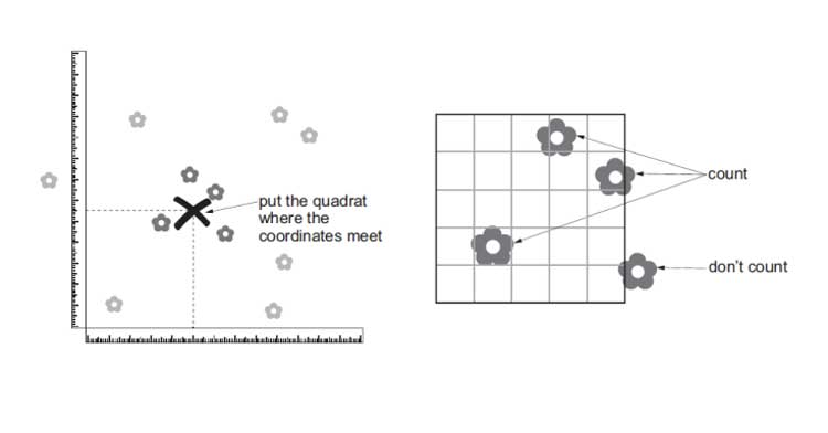 <p>Quadrat Sampling method</p>