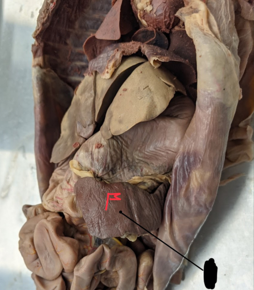 <p>What is the flag</p>