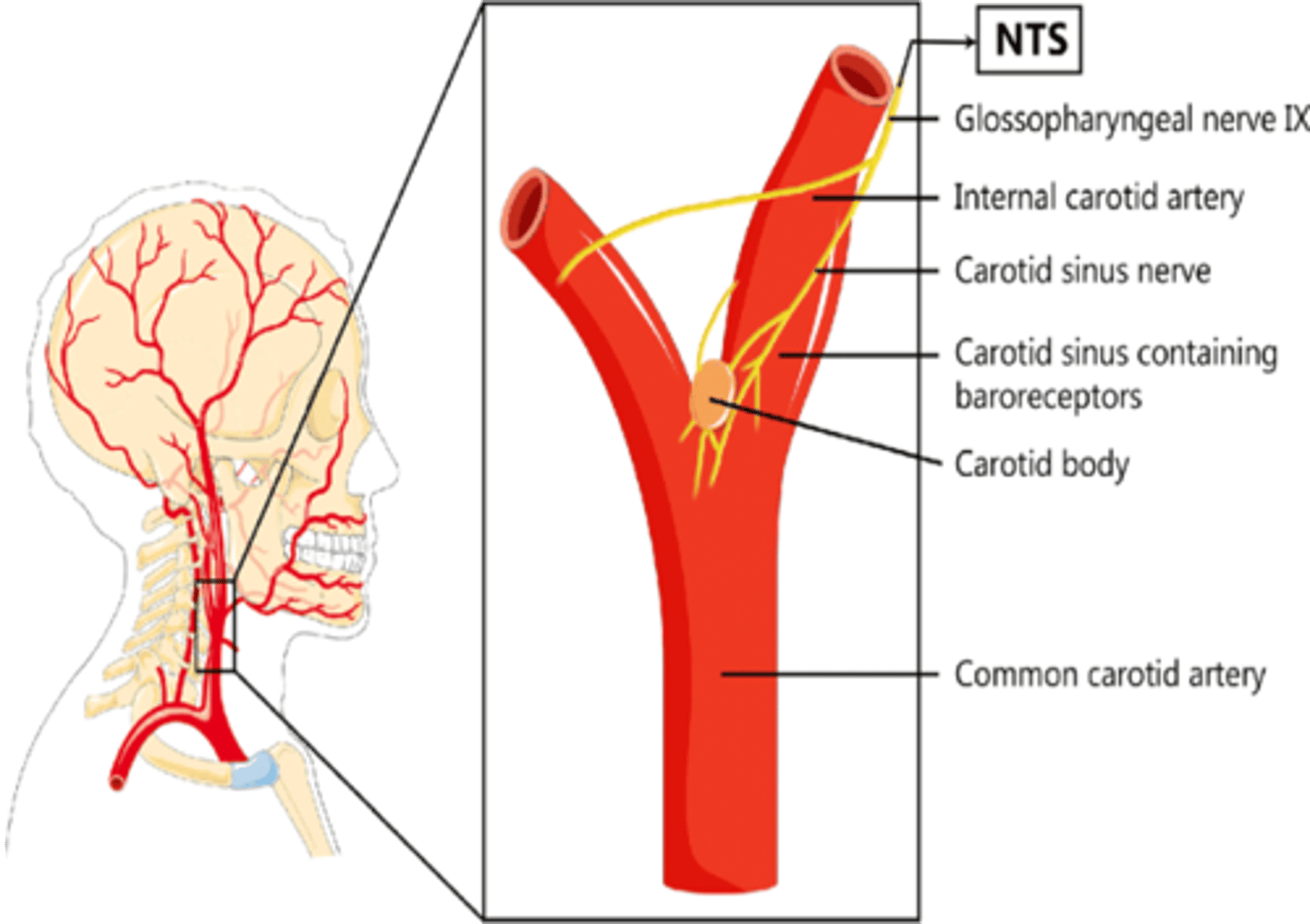 <p>Carotid sinus</p>