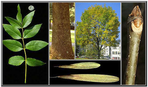 <p>compound, opposite, 5-9 leaflets, U shaped leaf scar, whitish underside on leaves</p>