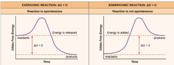<ul><li><p>&nbsp;ΔG of chemical reactions</p><ul><li><p>A. ΔG = G (Products) – G(Reactants)</p><ul><li><p>1. G(Products) &gt; G(Reactants): +ΔG (endergonic reaction)</p></li><li><p>2. G(Products) &lt; G(Reactants): -ΔG (exergonic reaction)</p></li></ul></li></ul></li><li><p>whether rxn is favorable or not you always need some energy there</p></li></ul><p></p>