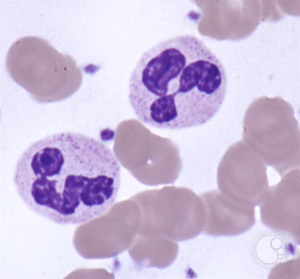 <p>what cell is this?</p>