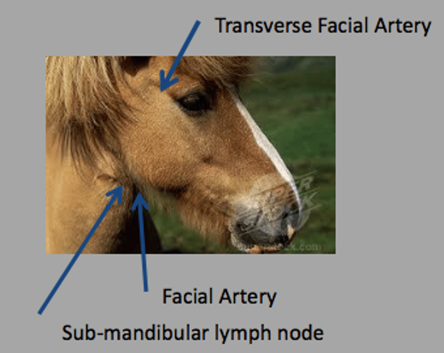 <p>facial artery</p><p>- on the back of the jaw</p><p>transverse facial artery</p><p>- along the eye, under bony prominence </p>