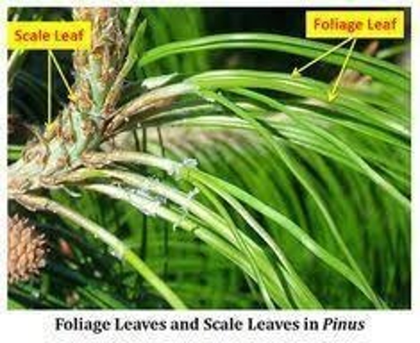 <p>Fungal association aiding nutrient absorption in Pinus.</p>