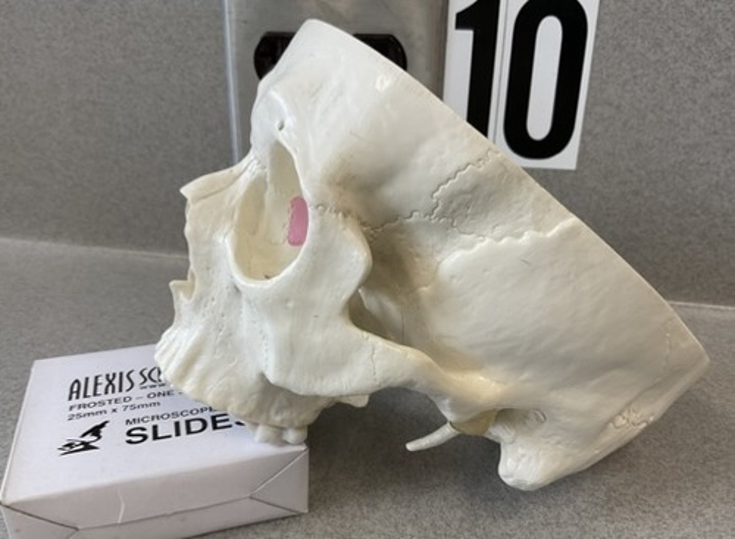 knowt flashcard image