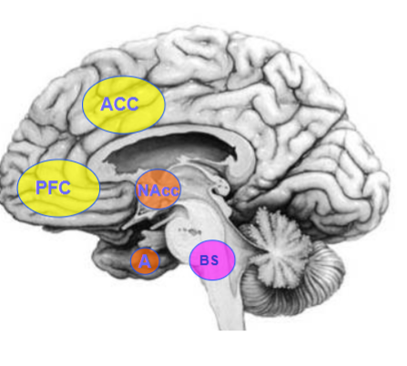 <p><span><span>Neuroanatomy and emotions</span></span></p>