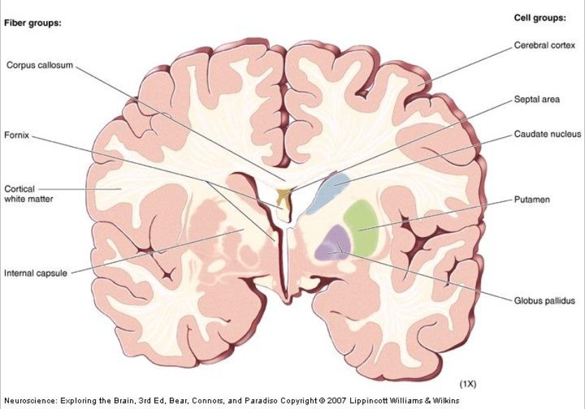 <p>Septal Area</p>