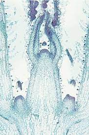 Be able to locate… apical meristem, leaf primordium, bud primordium, epidermis, parenchyma, and vascular tissue
