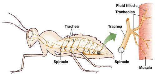 <p>through a series of small pores called <span>spiracles</span>, which connect to an internal network of gas exchange surfaces called <span>tracheoles</span>.</p>