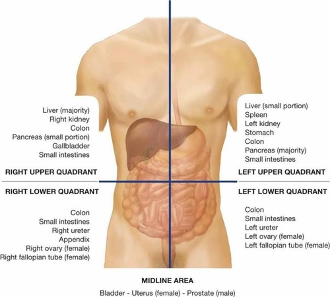 <p>Another method to divide the abdominal area.</p>