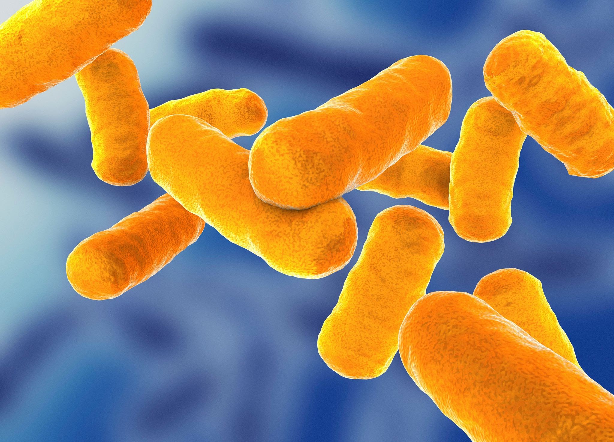 <p>bacillus<br>eg. bacillar</p>