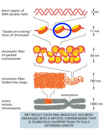 <p>DNA double helix</p><p>Wrapped 1.7 times around histone protein — nucleosome (beads on a string)</p><p>Bent with linker histone H1 — chromatin fiber</p><p>Folded into loops with SMC proteins (condensins) — mitotic chromosomes</p><p></p>
