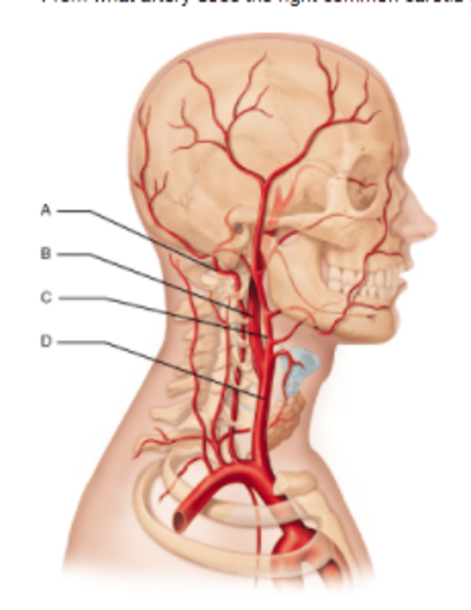 <p>1. external carotid a (C)</p><p>2. internal carotid a (B)</p>