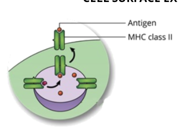 <ul><li><p>the MHC-antigen complex is transported to the plasma membrane, were it will be displayed on the surface of the cell</p></li></ul><p></p>