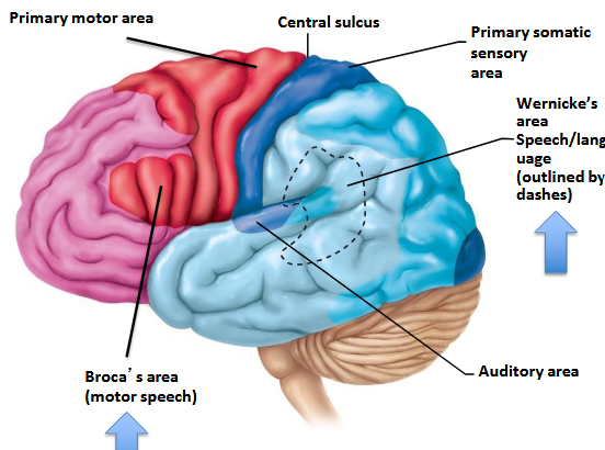 <p>Parietal and Temporal lobes.</p>