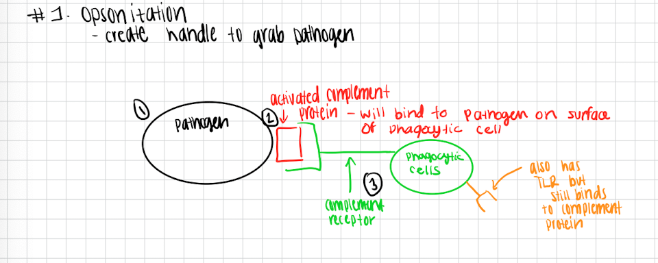 <p>Opsonization </p>