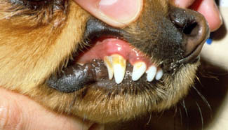 Canine Dental Formulas Canines
upper/lower