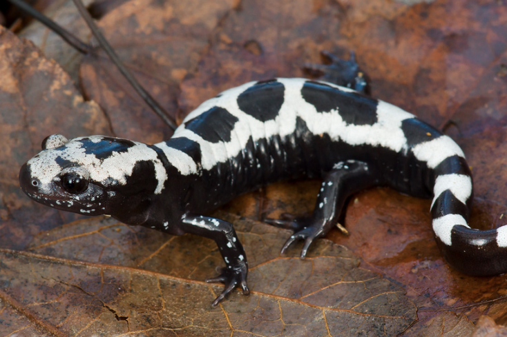 <p>marbled salamander<br>- light dorsal crossbands on black background<br>- black belly and lower sides </p>