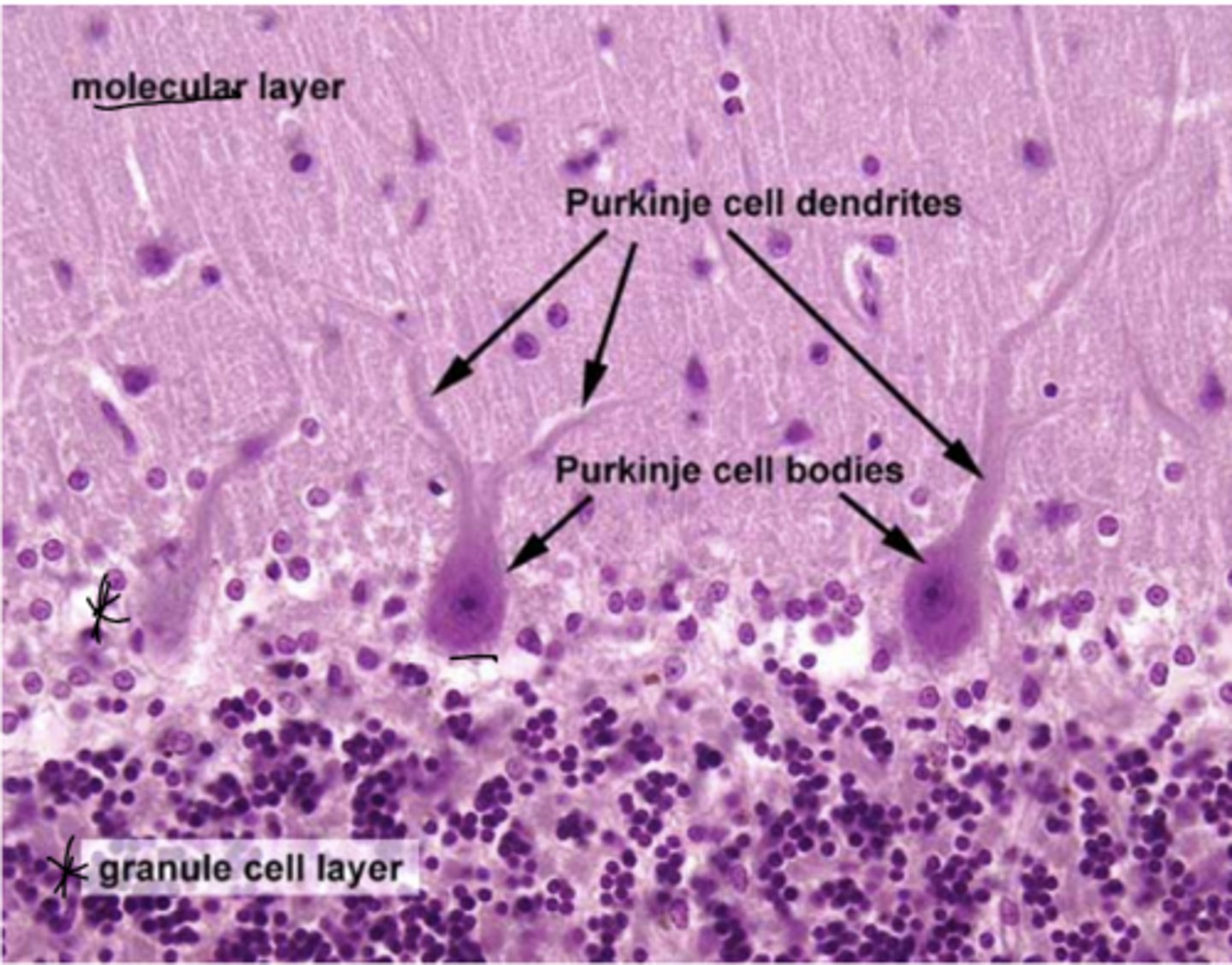 <p>Identify the region of the organ</p>