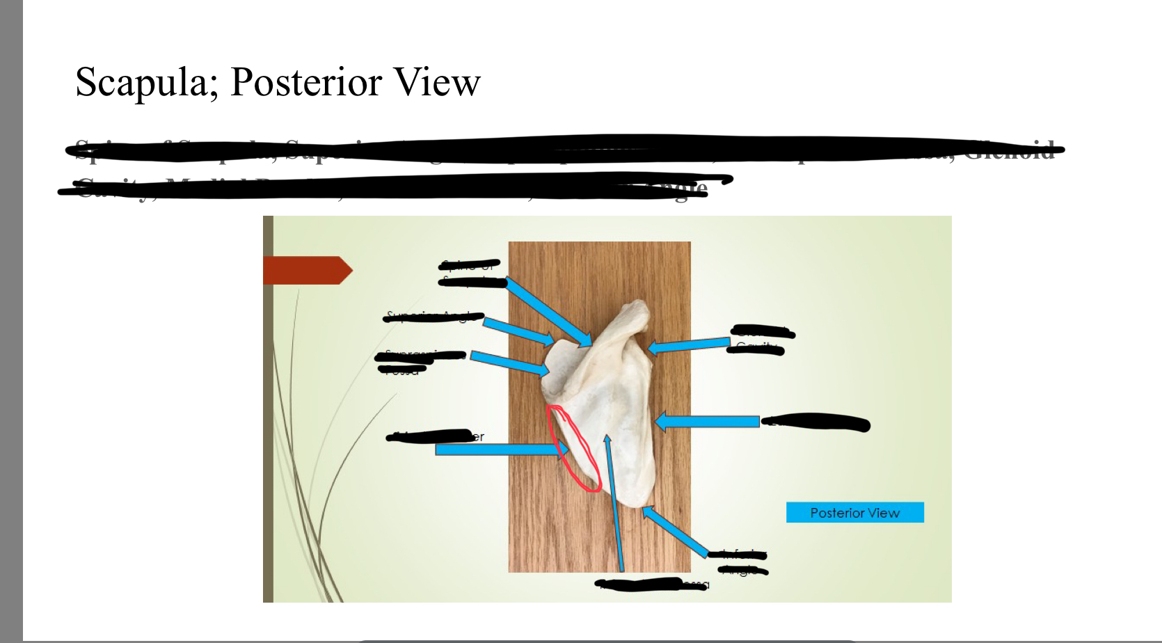 <p>Medial border</p>