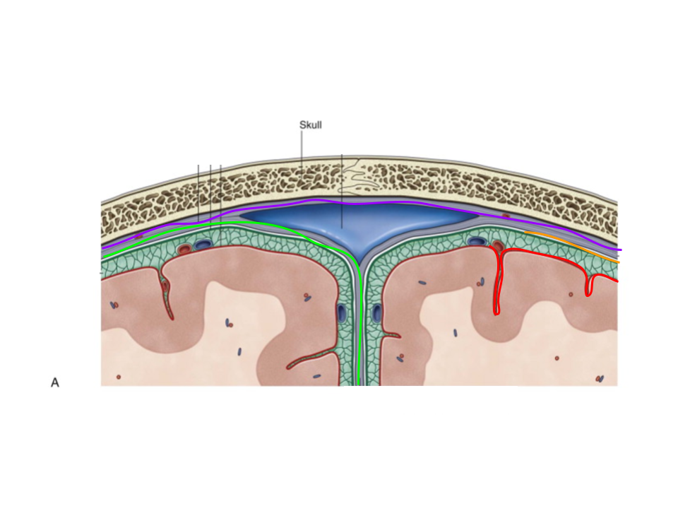 <p>location for subarachnoid space?</p>