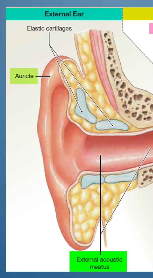 <ol><li><p>Elastic cartilages</p></li><li><p>Auricle</p></li><li><p>External acoustic meatus</p></li></ol>