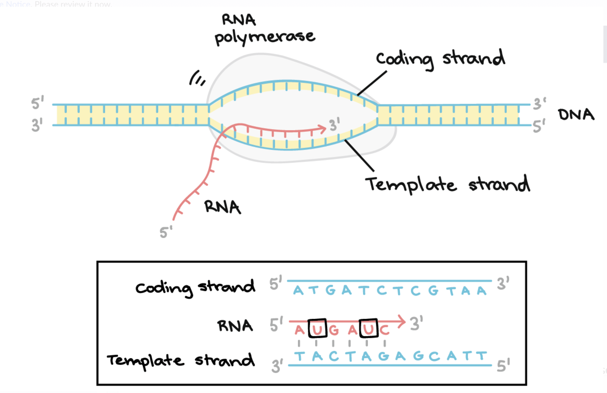 <p>Process of building mRNA: Elongation</p>