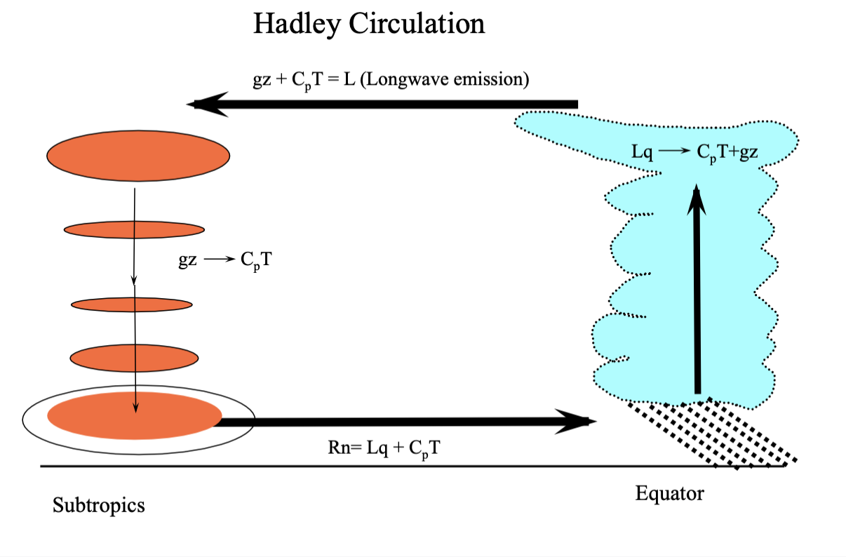 <ul><li><p>convective updraft - water vapour that gets delivered to equatorial trough - condensing</p></li><li><p>condenation - gives energy for parcels to rise during thunderstorms</p></li><li><p>rising air = potential energy - you get long wave emission</p></li><li><p>latent heat by condensation is warming atmosphere</p></li><li><p>poleward upper branch - potential energy is high - get long wave emission </p></li><li><p>subtropics - air is sinking </p></li><li><p>potential energy is being converted by adiabatic compression</p></li><li><p>Barry and Chorley, 1998</p></li></ul><p></p>